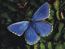 �C���[�W�𔽓]����