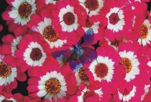 [��r (��)] �������@