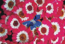 [�F��] �������@