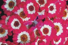 [�\�t�g���C�g] �������@