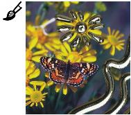 ���L�b�h���^���̃u���V