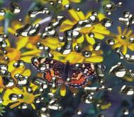 ���L�b�h���^���̃��C��