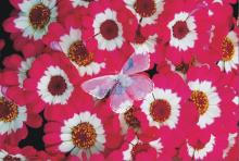 screen composite method