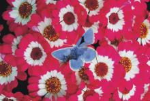 ��m�c���覡