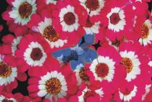 �m�ƺc���覡