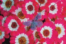 ���Ѻc���覡