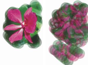 duplication al�atoire