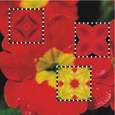 extension Kaléidoscope