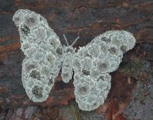 Schlauch-Strahl aus Film