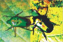 Flüssigkeitslinse-Rechtswirbel