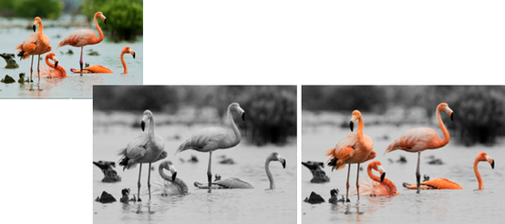 ex_plugin-black-and-white