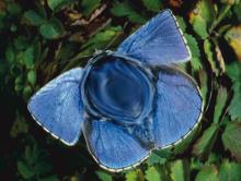 déformation (bosse)