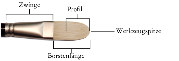 brush anatomy