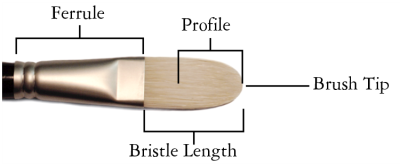 brush anatomy