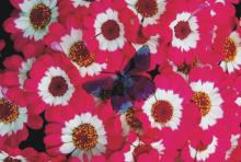 “伪色”构图方式